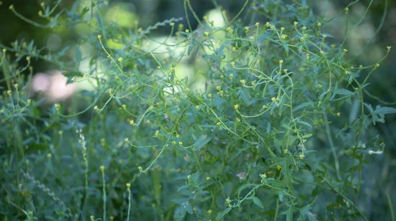 Le sisymbre : excellent légume, bon pour la toux