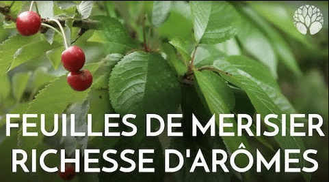 Les feuilles de merisier sont délicieuses et prisées au Japon