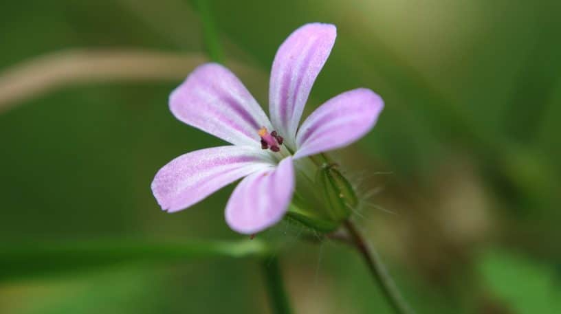 Le géranium herbe à Robert, plante du système sanguin