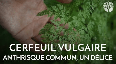 Le cerfeuil vulgaire ou anthrisque commun, une plante aromatique délicieuse