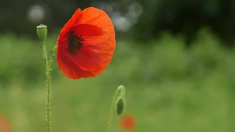 Coquelicot : toux, sommeil et cuisine