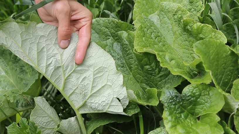 La bardane : survie, santé, cuisine