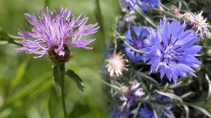 La centaurée et le bleuet