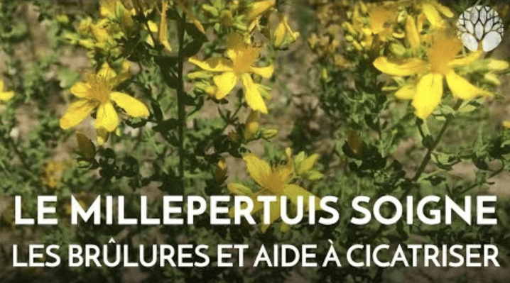 Le macérat huileux de millepertuis soigne les brûlures