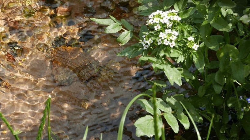 Le cresson des fontaines : comestible et délicieux