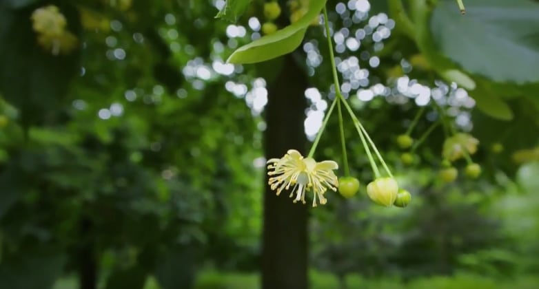 Fleurs, graines, feuilles : tout se mange dans le tilleul !