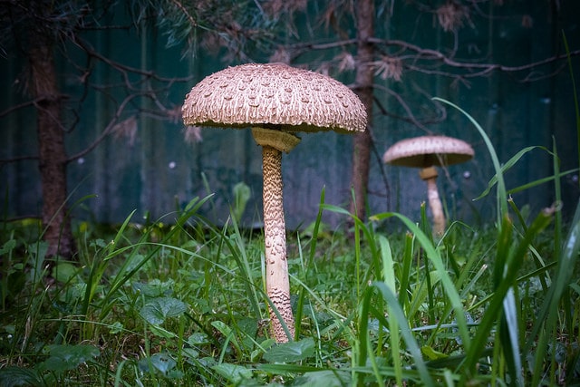 Formation champignons - Le Chemin de la Nature