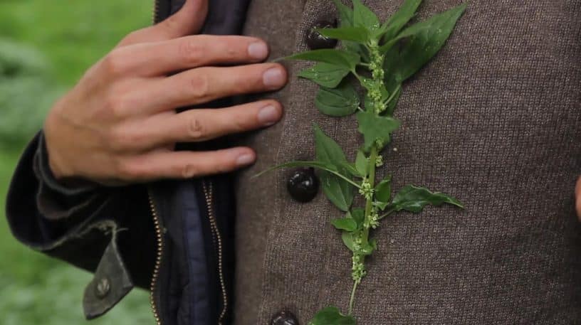 Pariétaire, la plante à cailloux