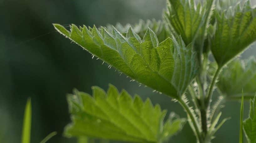 L'ortie, une "mauvaise herbe" ? Un trésor !