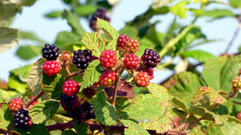 Bourgeons et jeunes pousses de ronce !