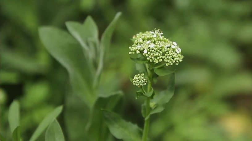 L'abondance du brocoli sauvage