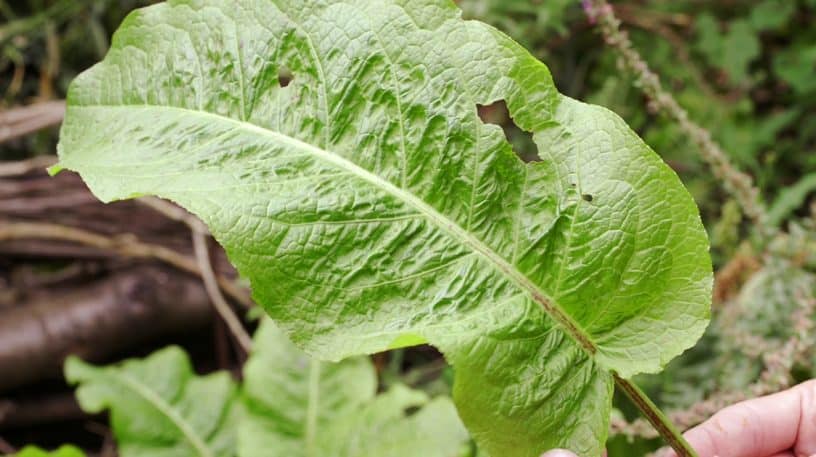 Le rumex est comestible, comme la rhubarbe !