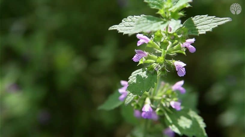 Ballote noire : la plante anti-stress