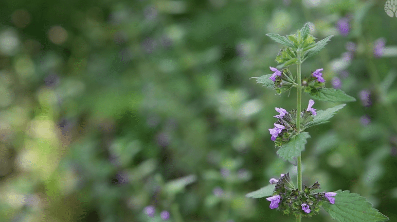 Ballote noire : la plante anti-stress