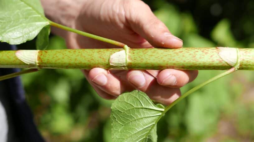 Renouée du Japon : envahissante, mais comestible !