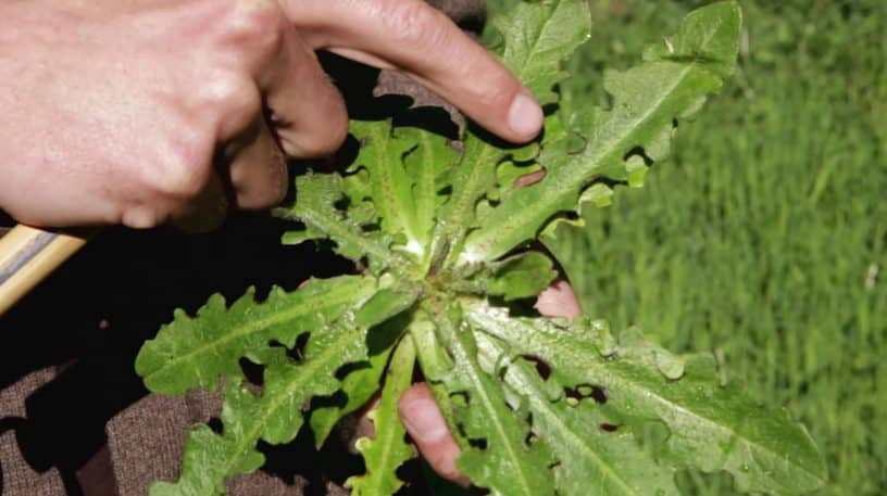 La porcelle enracinée, légume sauvage !