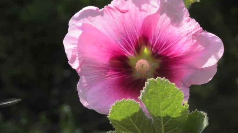 Tout est bon dans la rose trémière !