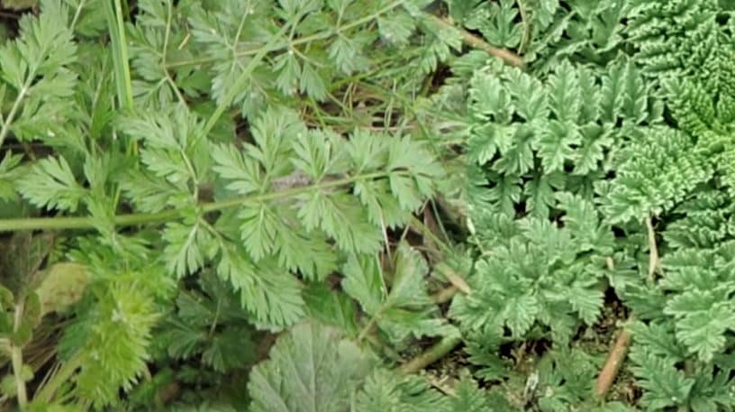 Carotte sauvage et erodium, à ne pas confondre