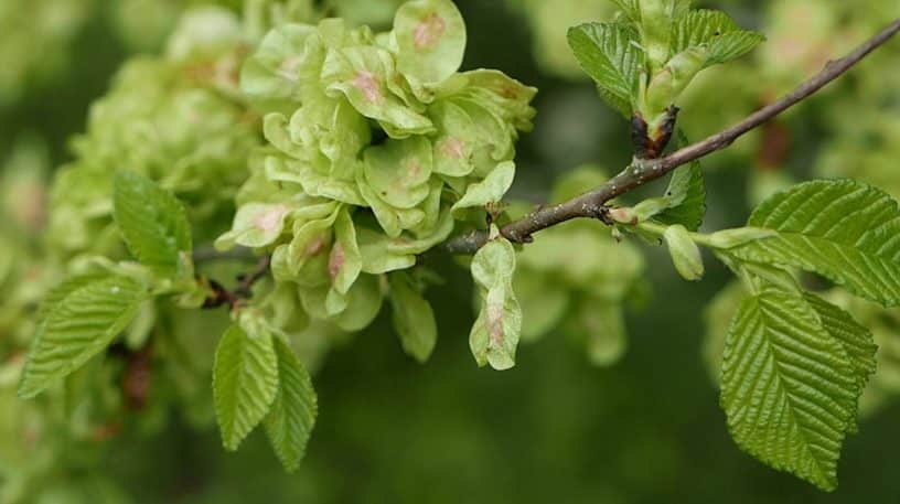 Les fruits d'orme : un ingrédient cuisine insolite !