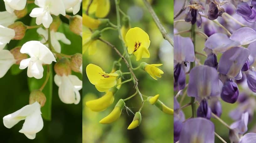 Fleurs d'acacia et de glycine comestibles