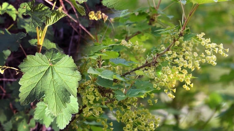 Avant les groseilles de juillet, les fleurs de groseilliers sauvages débarquent en avril !