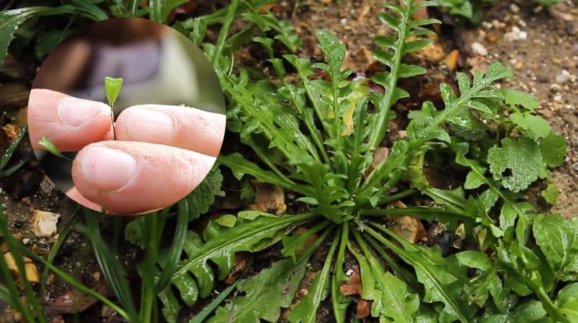 Utiliser la bourse à pasteur : salades et syndrôme prémenstruel