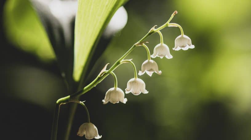 Zoom sur le muguet de mai (Convallaria majalis)