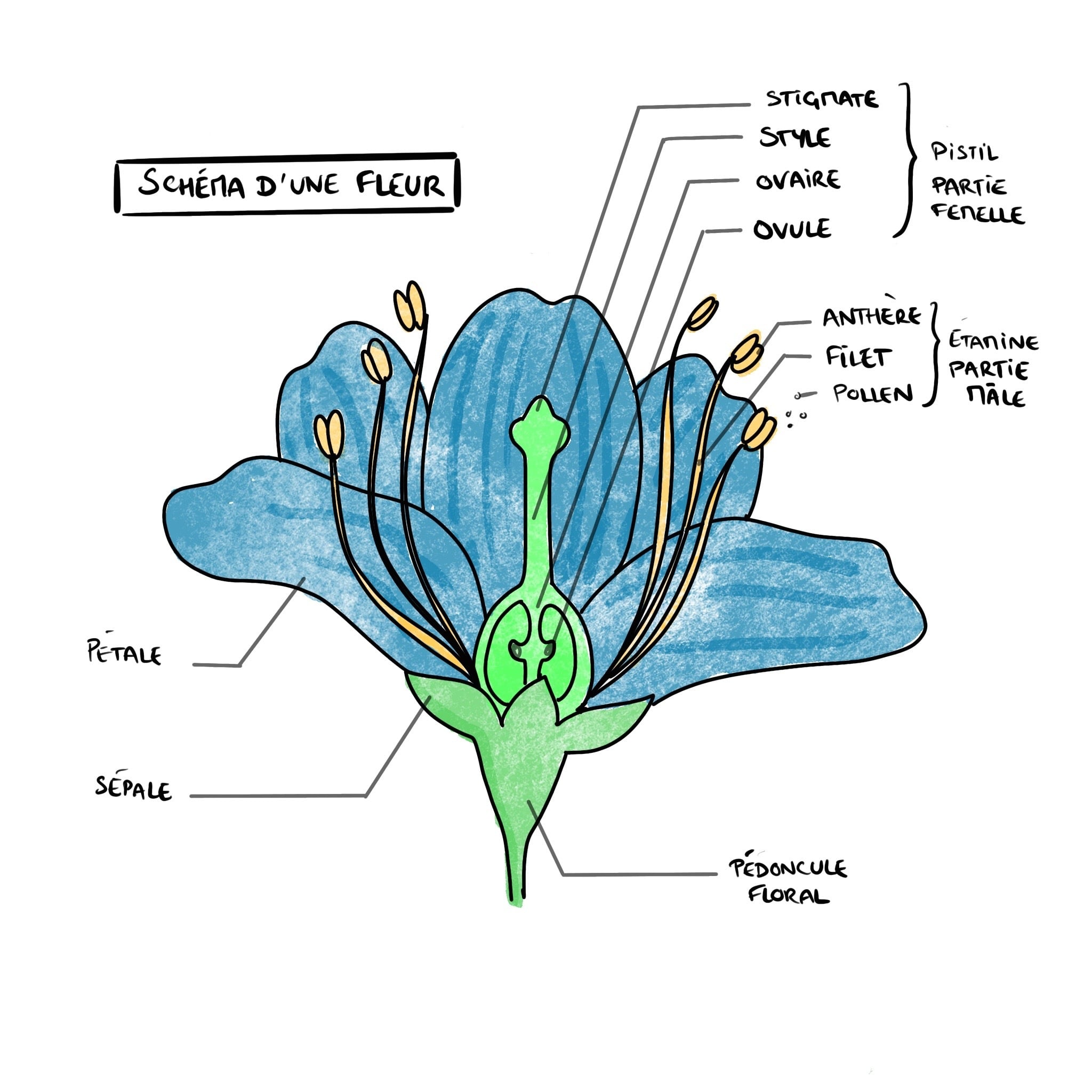 organes reproducteurs d'une fleur