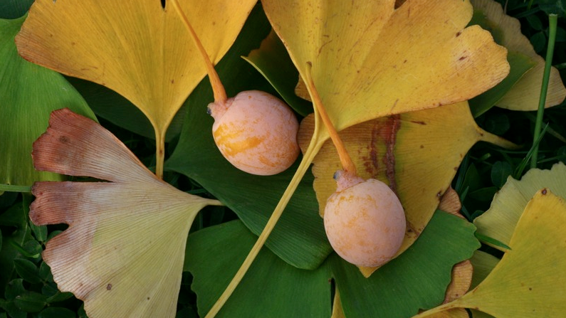 ginkgo biloba feuilles fruits
