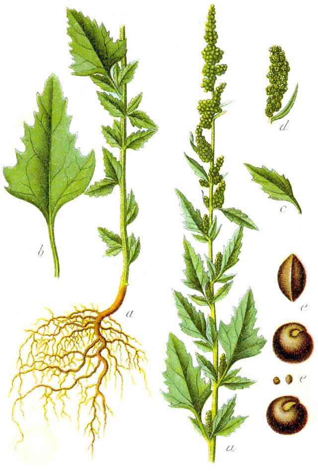 planche botanique chenopodium album