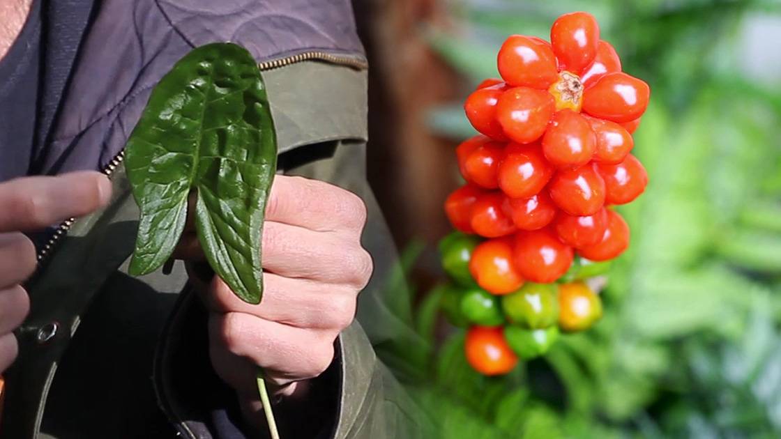 feuille d'arum macule tenu dans une main et fruits d'arum rouges