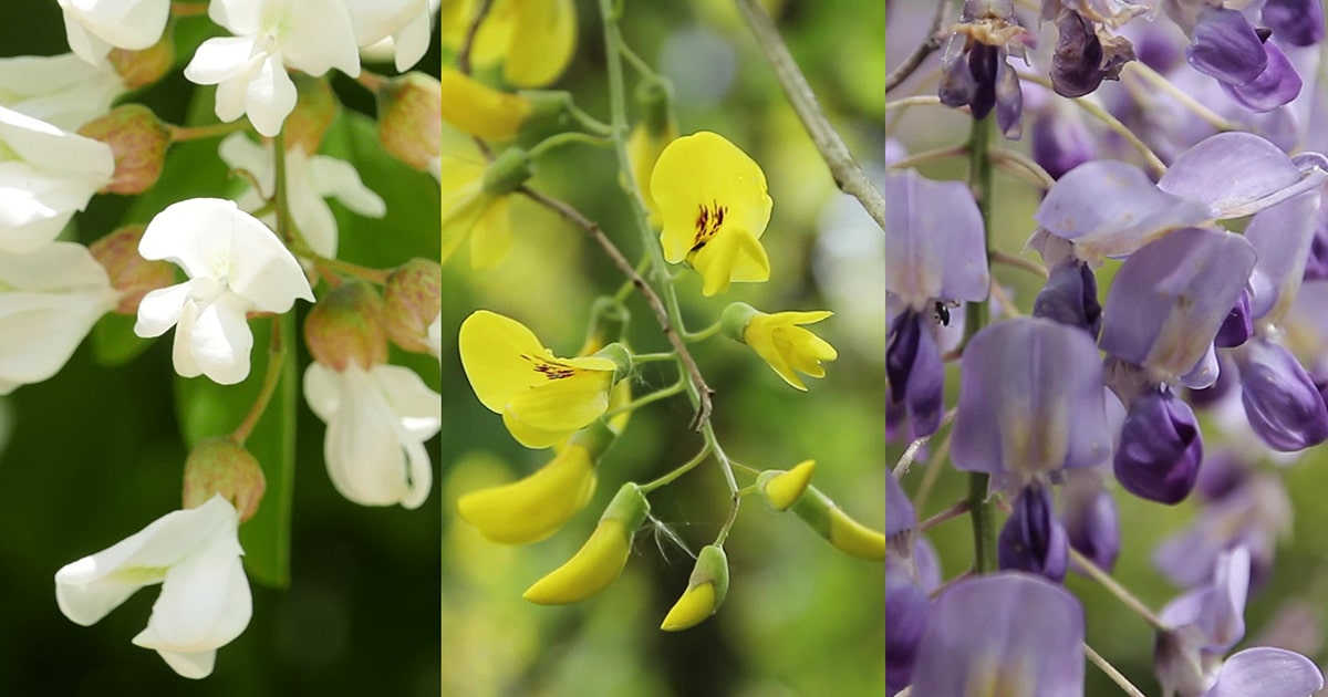 Fleurs d'acacia et de glycine comestibles - Le Chemin de la Nature