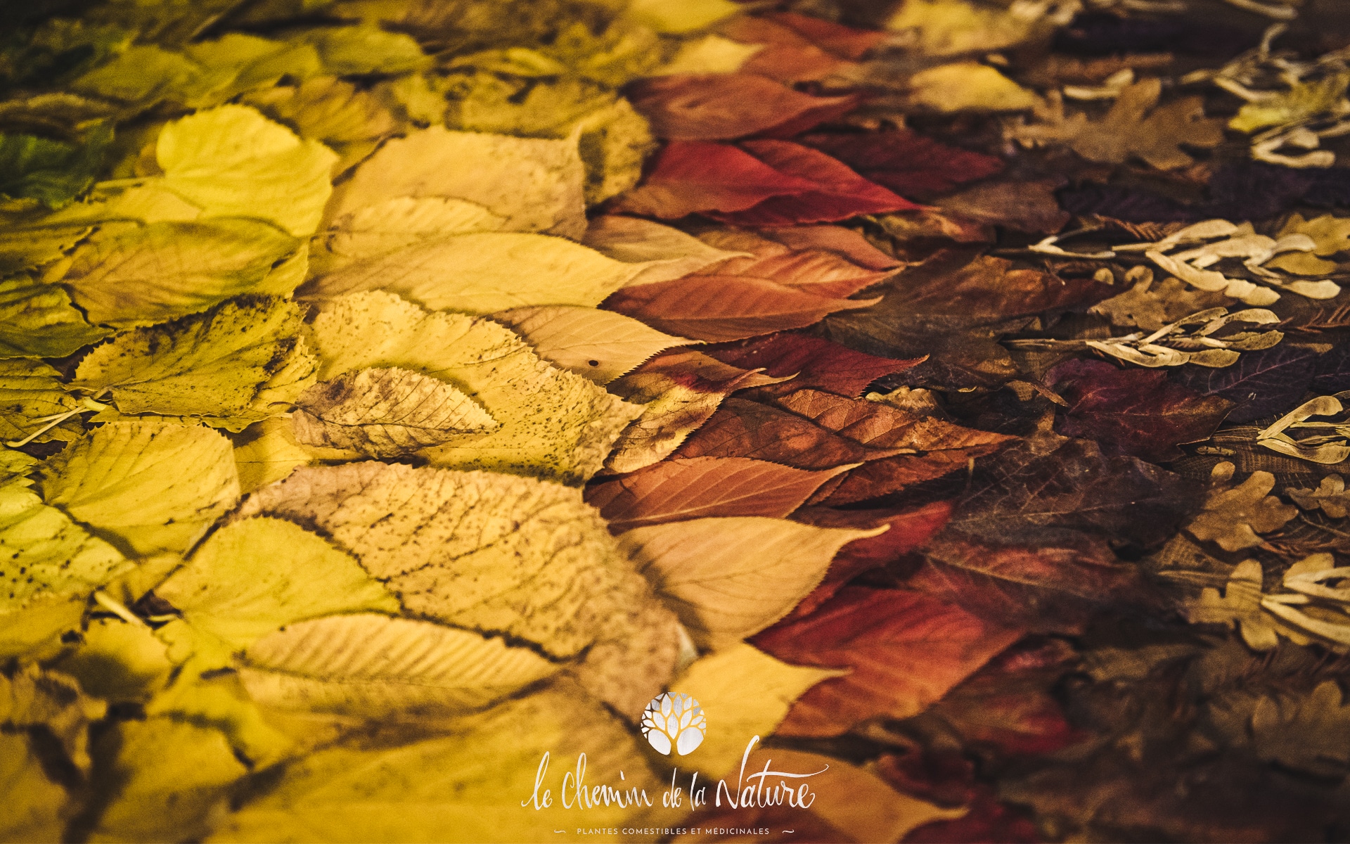 assemblage de feuilles d'automne