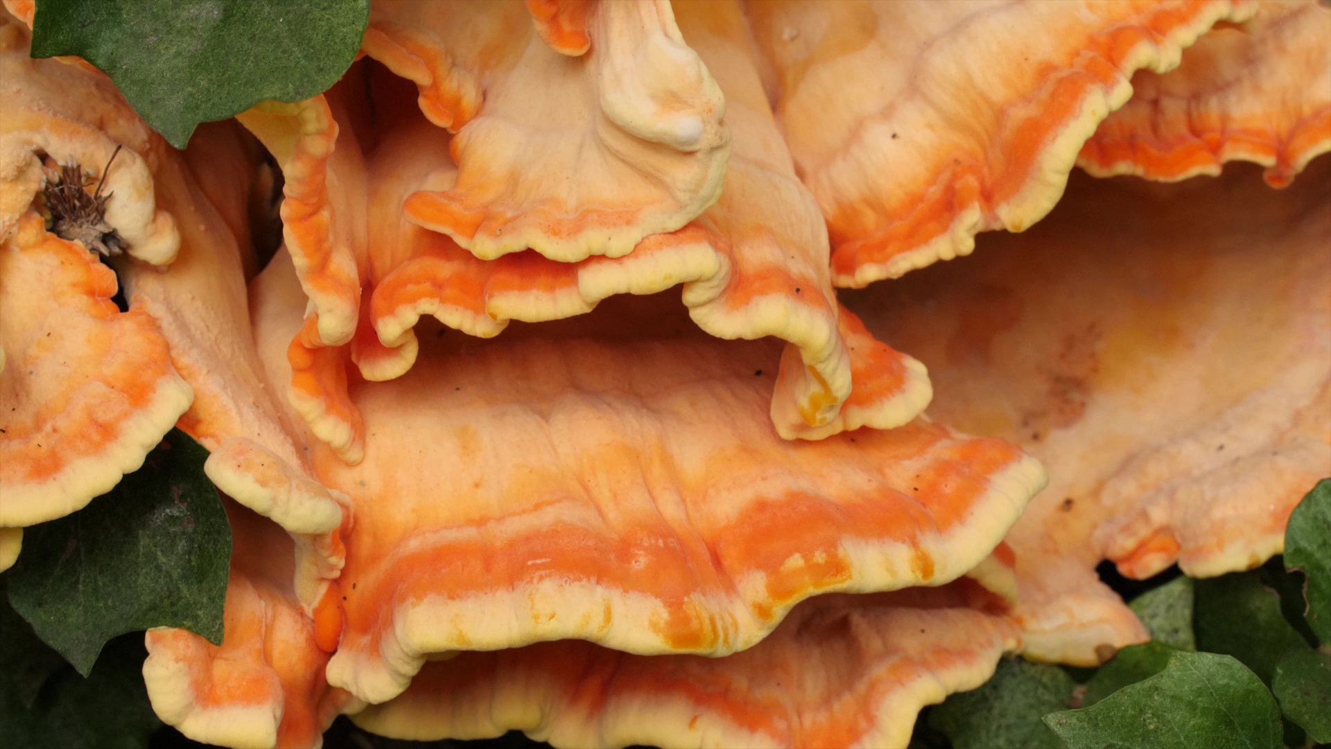 polypore soufré champignon orangé